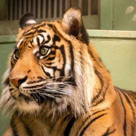 Praga: Audioguida dello zoo di Praga con biglietto elettronico