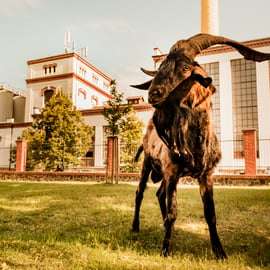 Velke Popovice: tour del birrificio Kozel con degustazione di birra