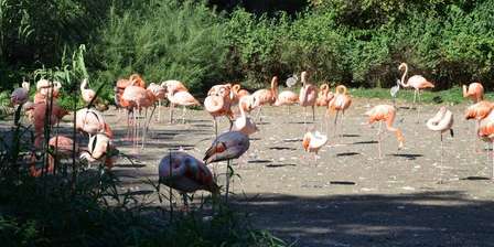 Zoológico de Praga (Zoo Praha)