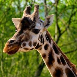 Praga: Audioguida dello zoo di Praga con biglietto elettronico