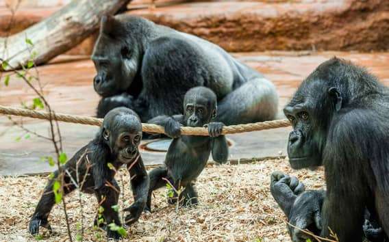 Zoo de Praga: Ticket de entrada sin colas