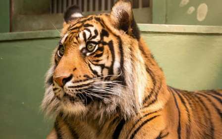 Praga: Audioguida dello zoo di Praga con biglietto elettronico
