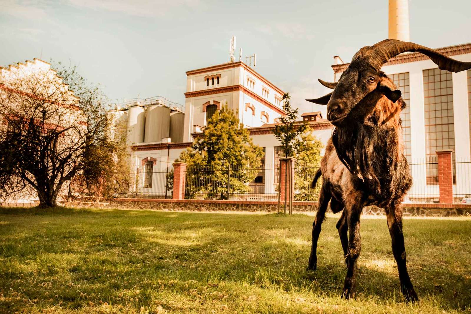 Velke Popovice: tour del birrificio Kozel con degustazione di birra