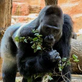 Praga: Audioguida dello zoo di Praga con biglietto elettronico