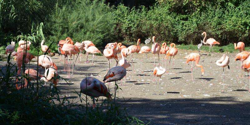 Zoológico de Praga (Zoo Praha)