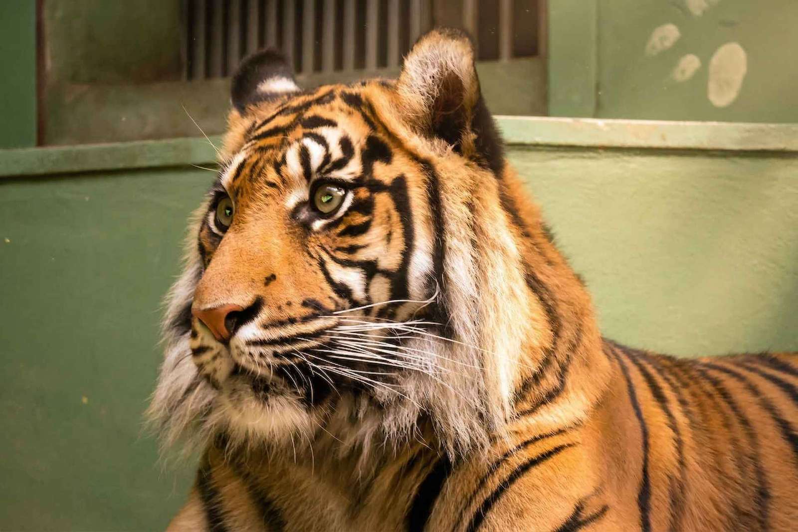 Praga: Audioguida dello zoo di Praga con biglietto elettronico