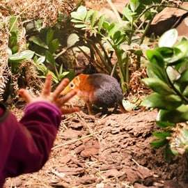 Praga: Audioguida dello zoo di Praga con biglietto elettronico